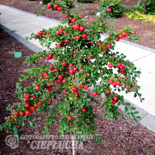 Cotoneaster apiculatus 'Boer' - irga wczesna - Cotoneaster apiculatus 'Boer'