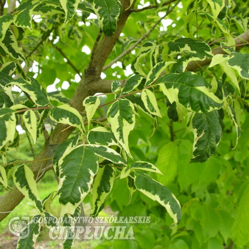 Acer negundo 'Elegans' -Клён ясенелистный - Acer negundo 'Elegans'