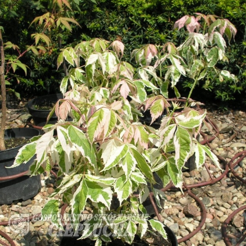 Acer negundo 'Flamingo' - Eschen- Ahorn - Acer negundo 'Flamingo'