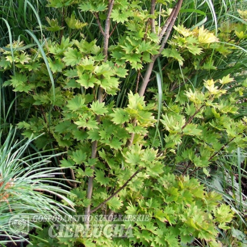 Acer shirasawanum 'Aureum'- klon Shirasawy - Acer shirasawanum 'Aureum' ; Acer japonicum  var. aureum