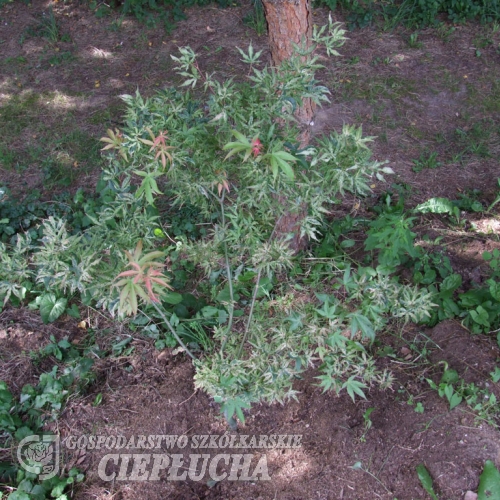 Acer palmatum 'Ukigumo' - Клён дланеви́дный - Acer palmatum 'Ukigumo'