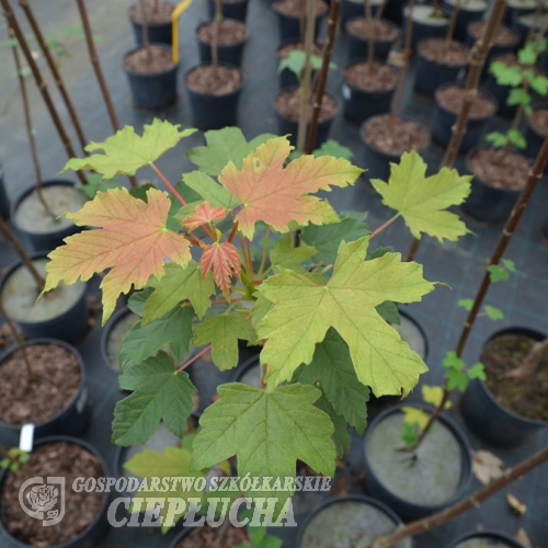 Acer pseudoplatanus 'Spring Gold' - Sycamore Maple - Acer pseudoplatanus 'Spring Gold'