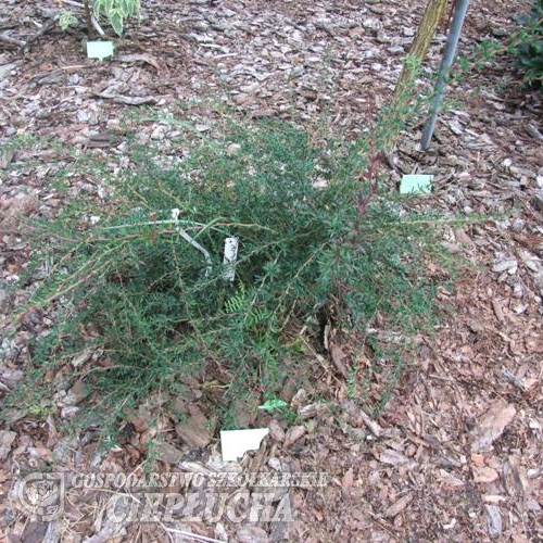 Berberis verruculosa -Барбарис бородавчатый - Berberis verruculosa