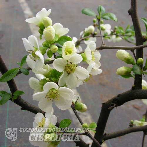 Chaenomeles speciosa 'Nivalis' - pigwowiec  okazały - Chaenomeles speciosa  'Nivalis'