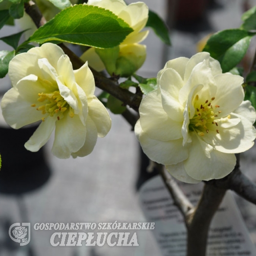 Chaenomeles speciosa 'Yukigoten' - pigwowiec okazały - Chaenomeles speciosa 'Yukigoten'