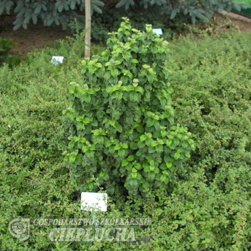 Cornus alba 'Hessei'- Дерен белый - Cornus alba 'Hessei'