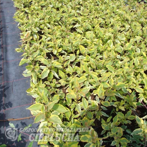 Cornus alba 'Spaethii'- Дерен белый - Cornus alba 'Spaethii'
