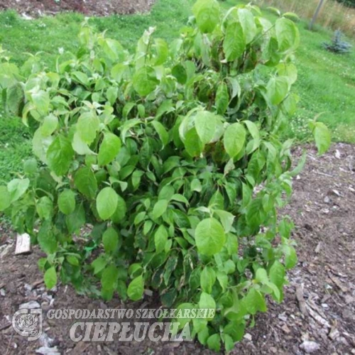 Cornus florida -dereń kwiecisty - Cornus florida