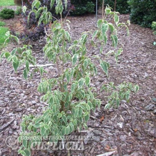 Cornus kousa 'Samaritan' - Кизил японский; Кизил куса - Cornus kousa 'Samaritan'