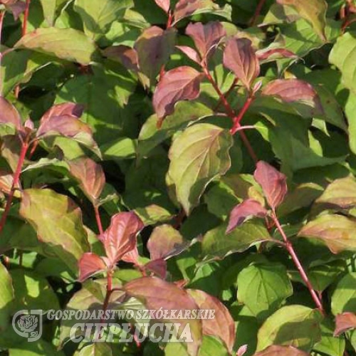 Cornus sericea 'Winter Flame' -Кизил блестящий - Cornus sericea ; cornus  stolonifera ; Swida sericea