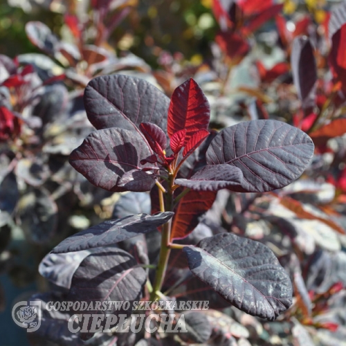 Cotinus coggygria 'Atropurpurea' - perukowiec podolski - Cotinus coggygria 'Atropurpurea'