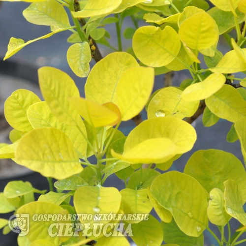 Cotinus coggygria 'Golden Spirit' PBR- perukowiec podolski - Cotinus coggygria 'Golden Spirit'