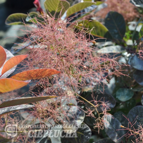 Cotinus coggygria 'Rubrifolius' - Smoketree - Cotinus coggygria 'Rubrifolius'