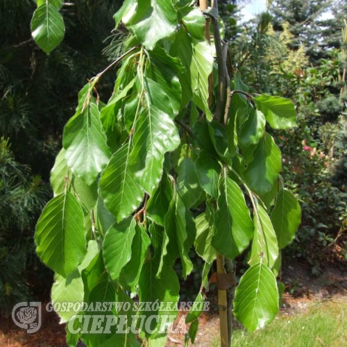 Fagus sylvatica 'Pendula' - buk zwyczajny ; buk pospolity - Fagus sylvatica 'Pendula'