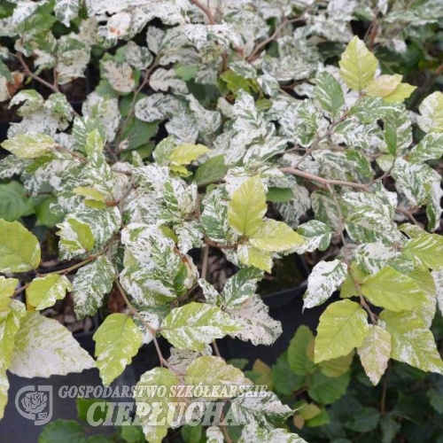 Fagus sylvatica  'Franken'- Gemeine Buche ; Rot-Buche - Fagus sylvatica  'Franken'