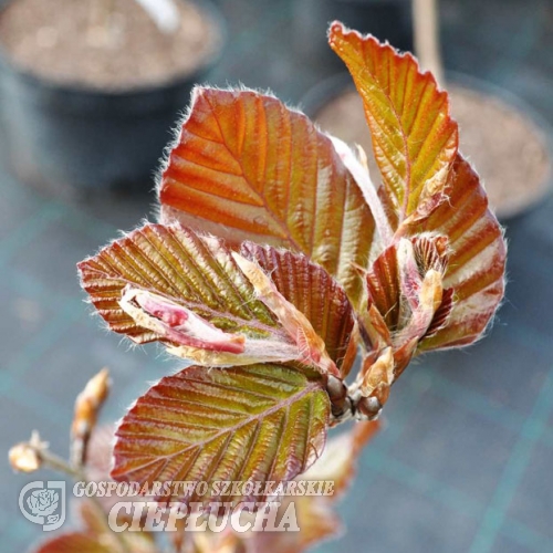 Fagus sylvatica 'Dawyck Purple' -  Gemeine Buche ; Rot-Buche - Fagus sylvatica 'Dawyck Purple'