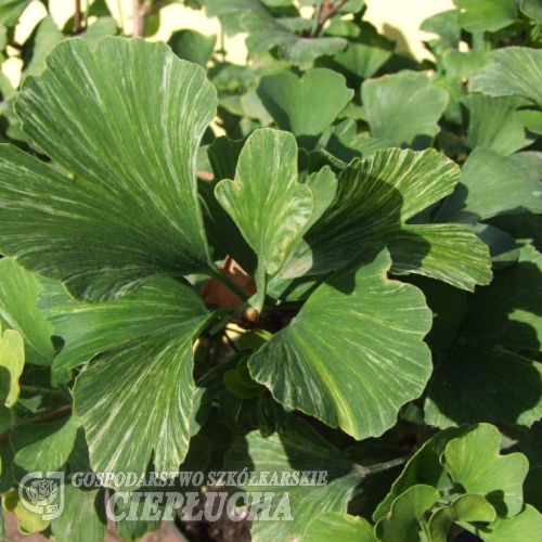 Ginkgo biloba 'Beijing Gold' - Ginkgo Tree ; maidenhair tree - Ginkgo biloba 'Beijing Gold'