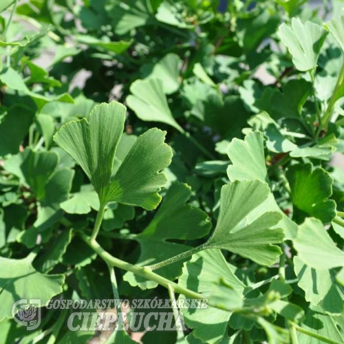 Ginkgo biloba 'Baldi' - Ginkgo Tree ; maidenhair tree - Ginkgo biloba 'Baldi'