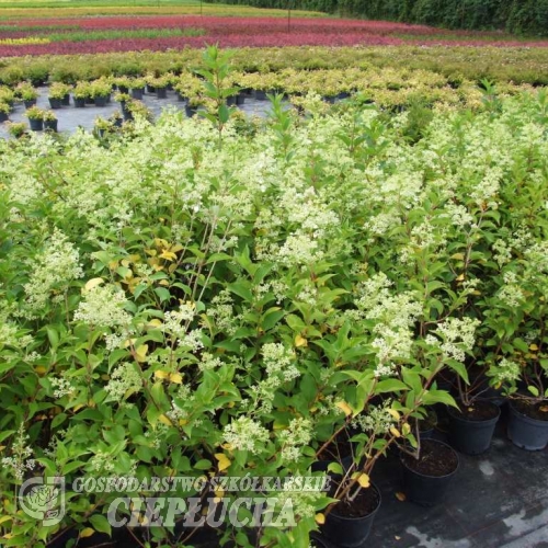 Hydrangea paniculata 'Kyushu' - Panicle hydrangea - Hydrangea paniculata 'Kyushu'