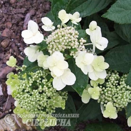 Hydrangea paniculata 'Grandiflora' - Panicle hydrangea - Hydrangea paniculata 'Grandiflora'