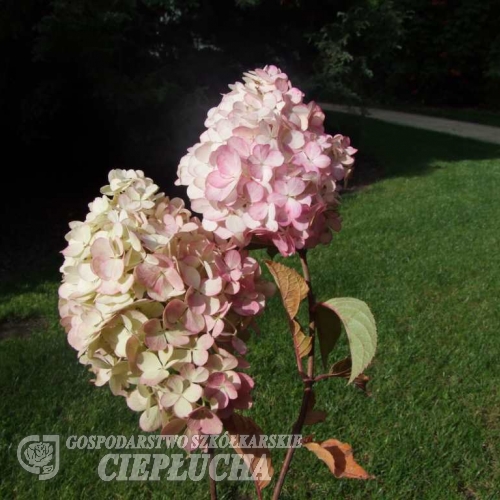 Hydrangea paniculata 'Silver Dollar' - Rispenhortensie - Hydrangea paniculata 'Silver Dollar'