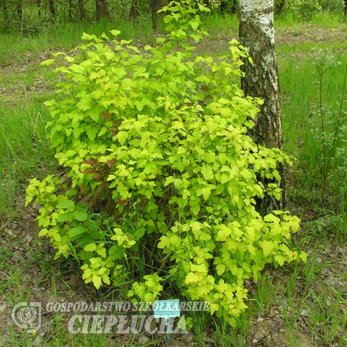 Physocarpus opulifolius 'Luteus'- Пузыреплодник калинолистный - Physocarpus opulifolius 'Luteus'