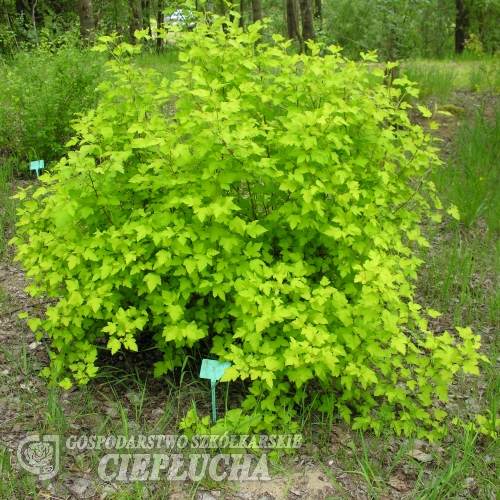 Physocarpus opulifolius 'Nugget'- Пузыреплодник калинолистный - Physocarpus opulifolius 'Nugget'