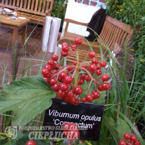 Viburnum opulus 'Compactum'-  Common Snowball - Viburnum opulus 'Compactum'