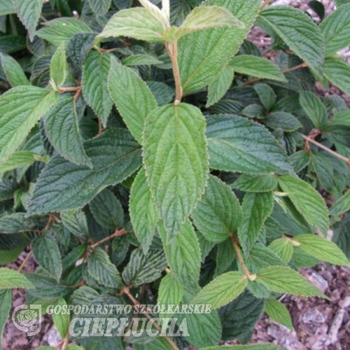 Viburnum plicatum 'Janny' -Калина складчатая - Viburnum plicatum 'Janny'
