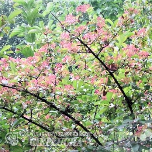 Viburnum sieboldii -Калина Зибольда - Viburnum sieboldii