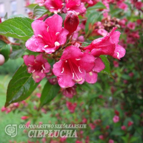 Weigela 'Eva Supreme'-  Вейгела - Weigela  'Eva Supreme'