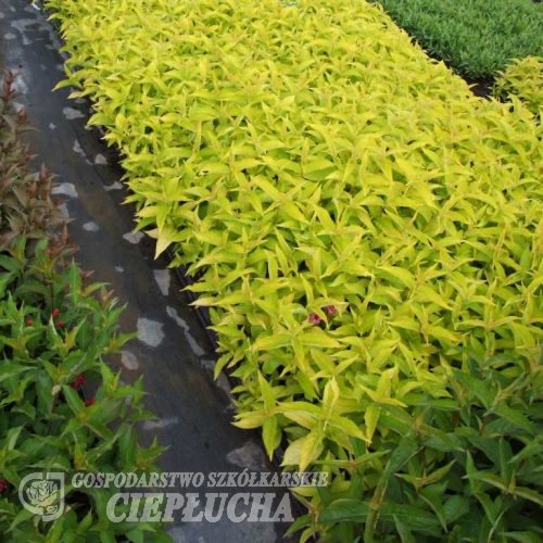 Weigela florida 'Aurea' - Bейгела цветущая - Weigela florida 'Aurea'