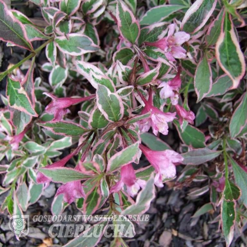 Weigela florida 'Monet' PBR- Zwerg Weigelie - Weigela florida 'Monet'