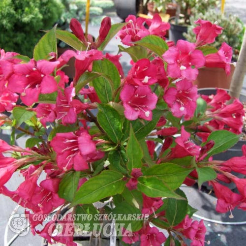 Weigela florida 'Newport Red'-  Liebliche Weigelie - Weigela florida 'Newport Red'