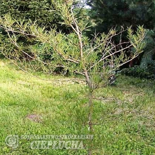 Alnus glutinosa Imperialis -Ольха чёрная - Alnus glutinosa