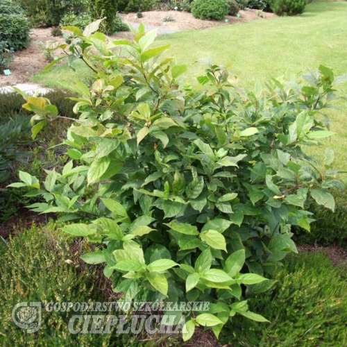 Calycanthus fertilis -Каликант плодовитый - Calycanthus fertilis