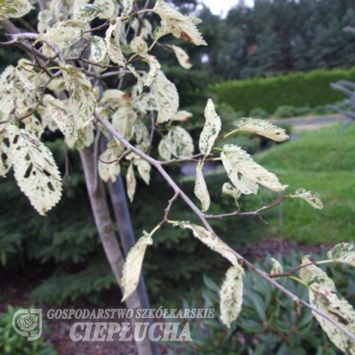 Carpinus betulus  Variegata - Граб обыкнове́нный ; Граб европе́йский - Carpinus betulus Variegata