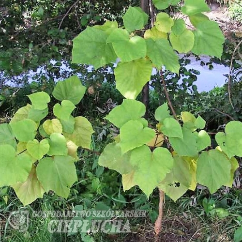 Catalpa ovata- katalpa żółtokwiatowa; surmia żółtokwiatowa - Catalpa ovata-