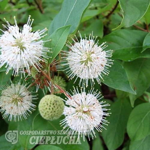 Cephalanthus occidentalis -Головач ;  Помпонное дерево - Cephalanthus occidentalis