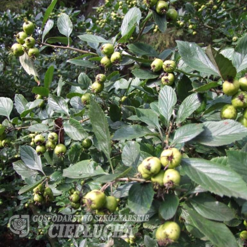 Crataegus punctata - Weißdorne - Crataegus punctata