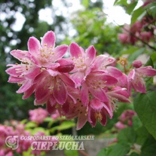Deutzia x hybrida 'Perle Rose' -Дейция гибридная - Deutzia x hybrida 'Perle Rose'