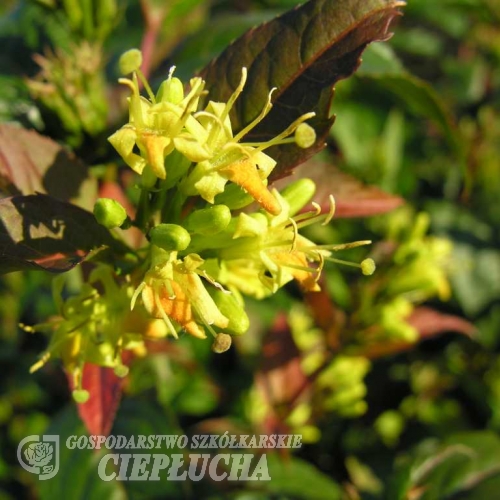 Diervilla x splendens - Диервилла блестящая - Diervilla x splendens ; Diervilla lonicera x Diervilla sessilifolia