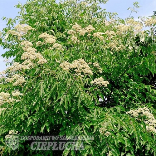 Tetradium daniellii - Kитайське медове дерево - Tetradium daniellii ; Euodia hupehensis ; Tetradium daniellii var. hupehensis