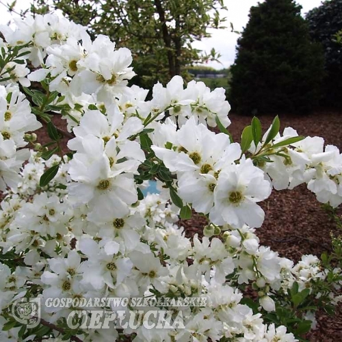 Exochorda racemosa 'The Bride' - obiela groniasta - Exochorda racemosa 'The Bride'