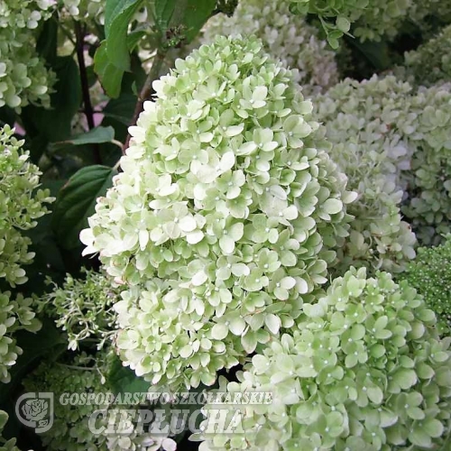 Hydrangea paniculata 'Limelight' PBR - hortensja bukietowa - Hydrangea paniculata 'Limelight' PBR