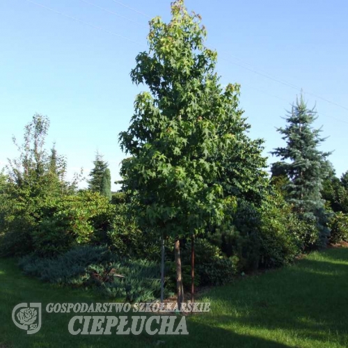 Liquidambar styraciflua-  American sweetgum ; sweetgum, - Liquidambar styraciflua