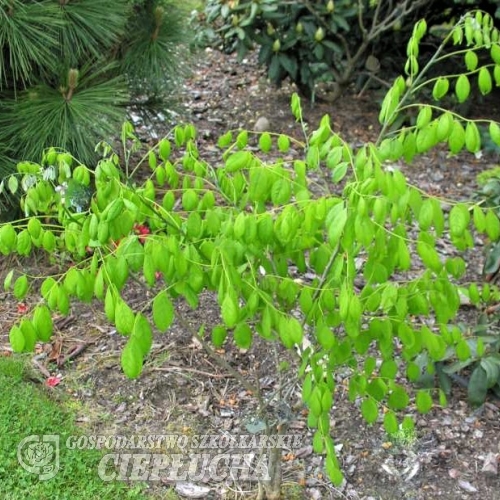 Maackia amurensis -Маакия амурская ; кладрастис амурский - Maackia amurensis