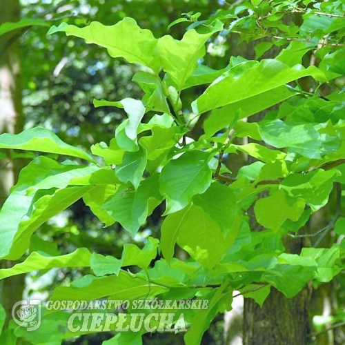 Magnolia acuminata - magnolia drzewiasta - Magnolia acuminata