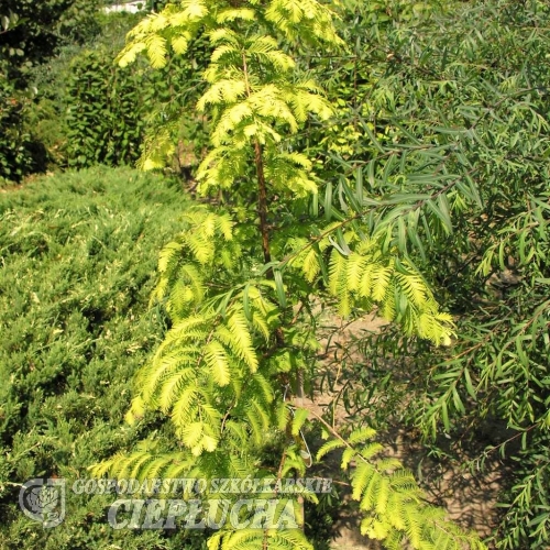 Metasequoia glyptostroboides Goldrush - Mетасеквойя китайская - Metasequoia glyptostroboides Goldrush