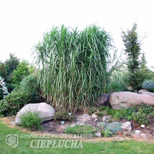 Miscanthus x giganteus- Мискантус гигантский - Miscanthus x giganteus ; Miscanthus sinensis x Miscanthus sacchariflorus